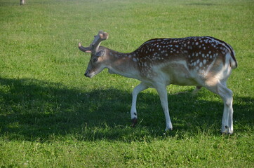 deer in the grass