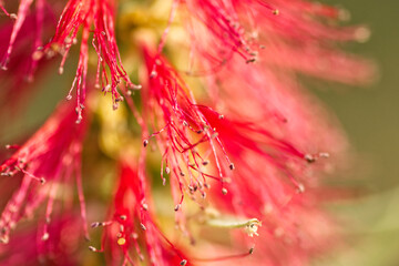 Bottle brush red flower on tree