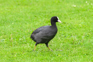 Eurasian Coot Walking At Amsterdam The Netherlands 29-7-2020