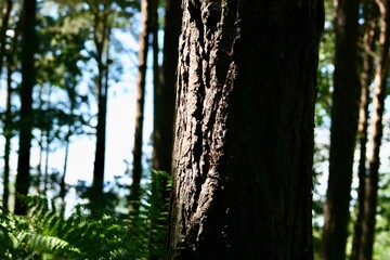 swing in the forest
