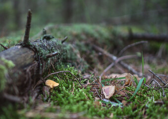 mushrooms in the forest