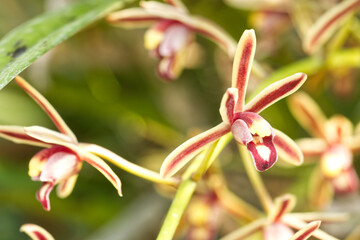 Beautiful orchid flowers