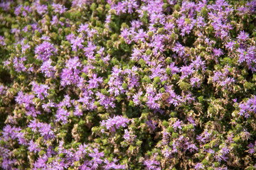 Fototapeta premium On a blossom of a plant there was a bee