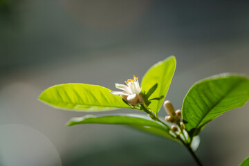 Orange blossom
