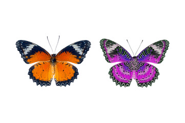 Fototapeta na wymiar Beautiful butterflies isolated on a white background