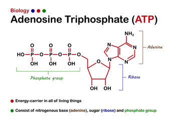 Biological diagram shows structure of Adenosine triphosphate (ATP)