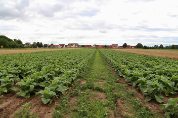 Green tobacco plants on a field in Rhineland-Palatinate