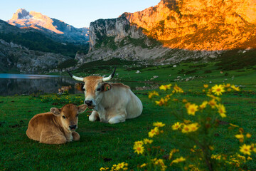 Asturian Mountain cattle cow sits on the lawn in a national park among the mountains at sunset