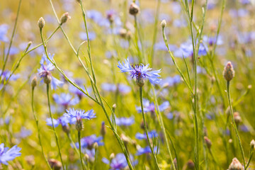 Summer landscape with bright blooming cornflowers in the field