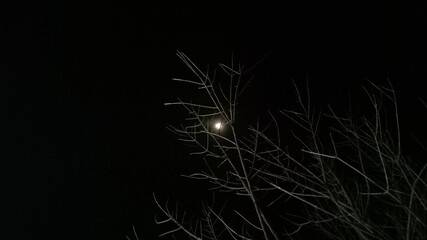 Moon and tree at night 