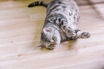 床でゴロゴロ暇そうな猫