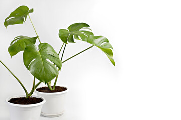 Tropical foliage plant, Monstera deliciosa in white pot. Minimal creative home decor concept.