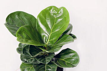 Modern houseplants fiddle leaf fig tree or Ficus Lyrata in white pot. Minimal creative home decor...