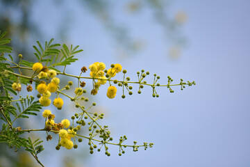Vachellia nilotica or gum arabic flowers