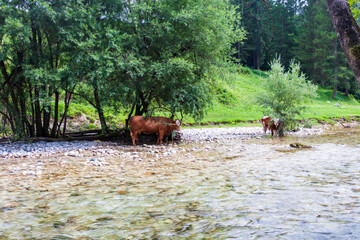 a young goby and a cow at a watering hole by a mountain river under a spreading tree