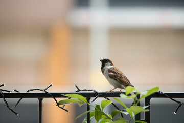 a sparrow