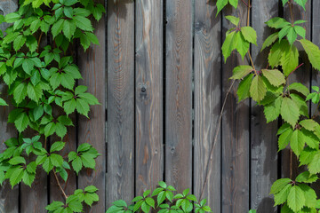 Abstract textured wooden background with frame of naturally growing ivy bushes. Copy space for your text and decoration. Theme of natural backgrounds.