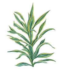 Watercolor drawing of the tropical plant dracaena, on a white background. Separate element isolated on a white background.
