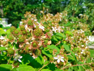 Berry background. Close up of Blackberry flowering bush. Unripe blackberries on the bush with selective focus.