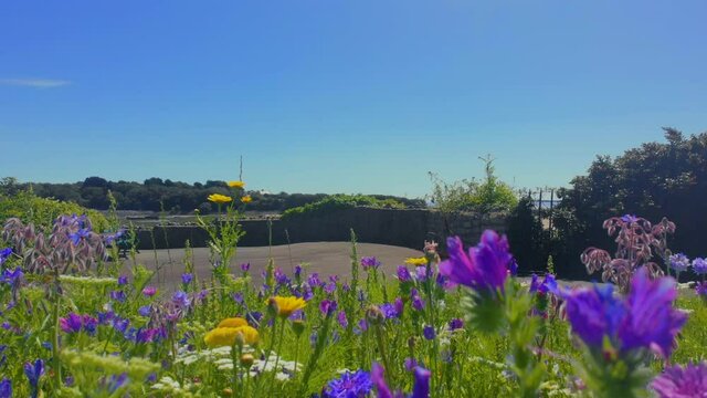 A carpet of wildflowers with the popular resort of Barry Island in the distance. The tide is in and there is water in the old harbour. You can see the across the water of the Old Harbour