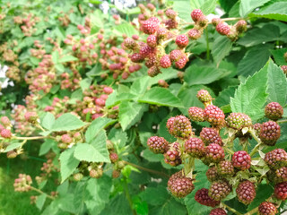 Berry background. Close up of ripe blackberry. Ripe and unripe blackberries on the bush with. Selective focus.