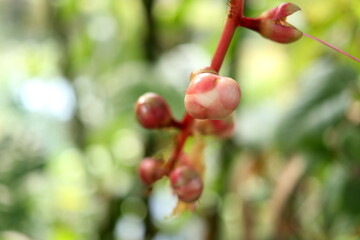 Light pink bud of Indian oak or Freshwater mangrove on red branch and blur background, Thailand.