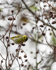 Eurasian siskin (spinus spinus), green yellow bird sitting on a branch and eats cones from a tree. Blurred background, copy space with place for text.