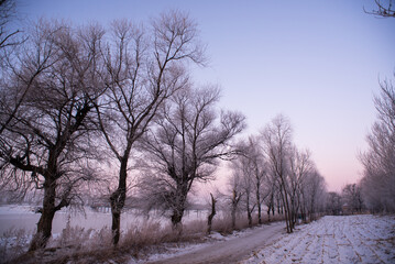 Boulevard of frosty trees with rime