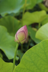 大賀ハス　Ancient lotus flower