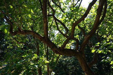 Fototapeta premium Tree branches, leaves, summertime