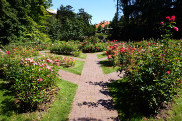 Path in garden, roses flowers