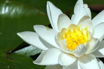 White lily flower in garden