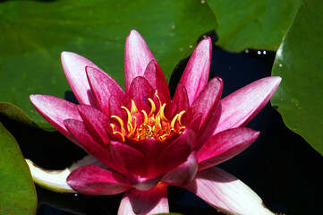 Pink lilly flower in garden