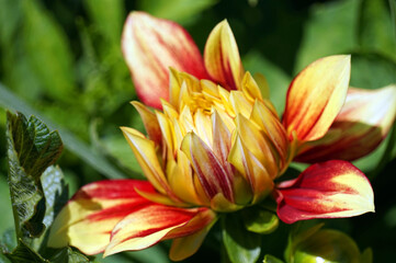 Orange dalhia flower in garden