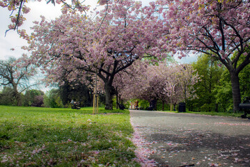 Cherry blossom Greenwich park, London
