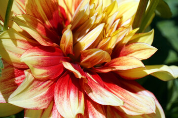 Fototapeta na wymiar Orange dalhia flower in garden