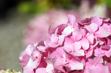Pink hydrangea flowers in garden