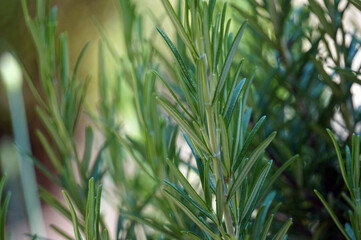 Rosemary plant, defocused background