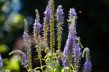 Blue, violet salvia flowers