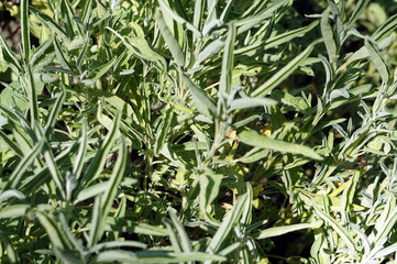 Obraz premium Sage plant, defocused background