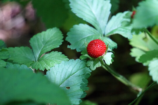 Poisonous Red Berry In Garden