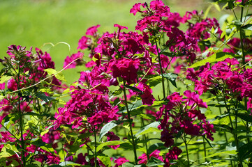 Pink orchid flowers in garden