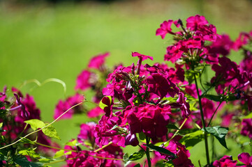 Pink orchid flowers in garden