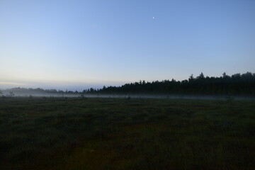 Blue clear moonlit sky over a forest swamp in predawn fog
