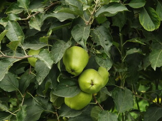 apples on tree