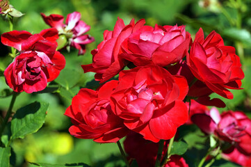 Red roses, flowers in garden