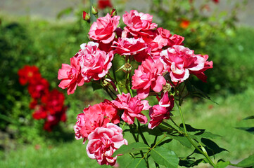 Red and pink roses flowers