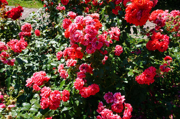 Naklejka premium Pink roses, flowers in garden