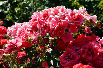 Pink roses, bouquet of flowers