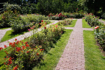 Path in garden, roses flowers